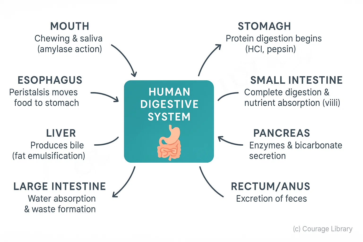 Human Digestive System Diagram