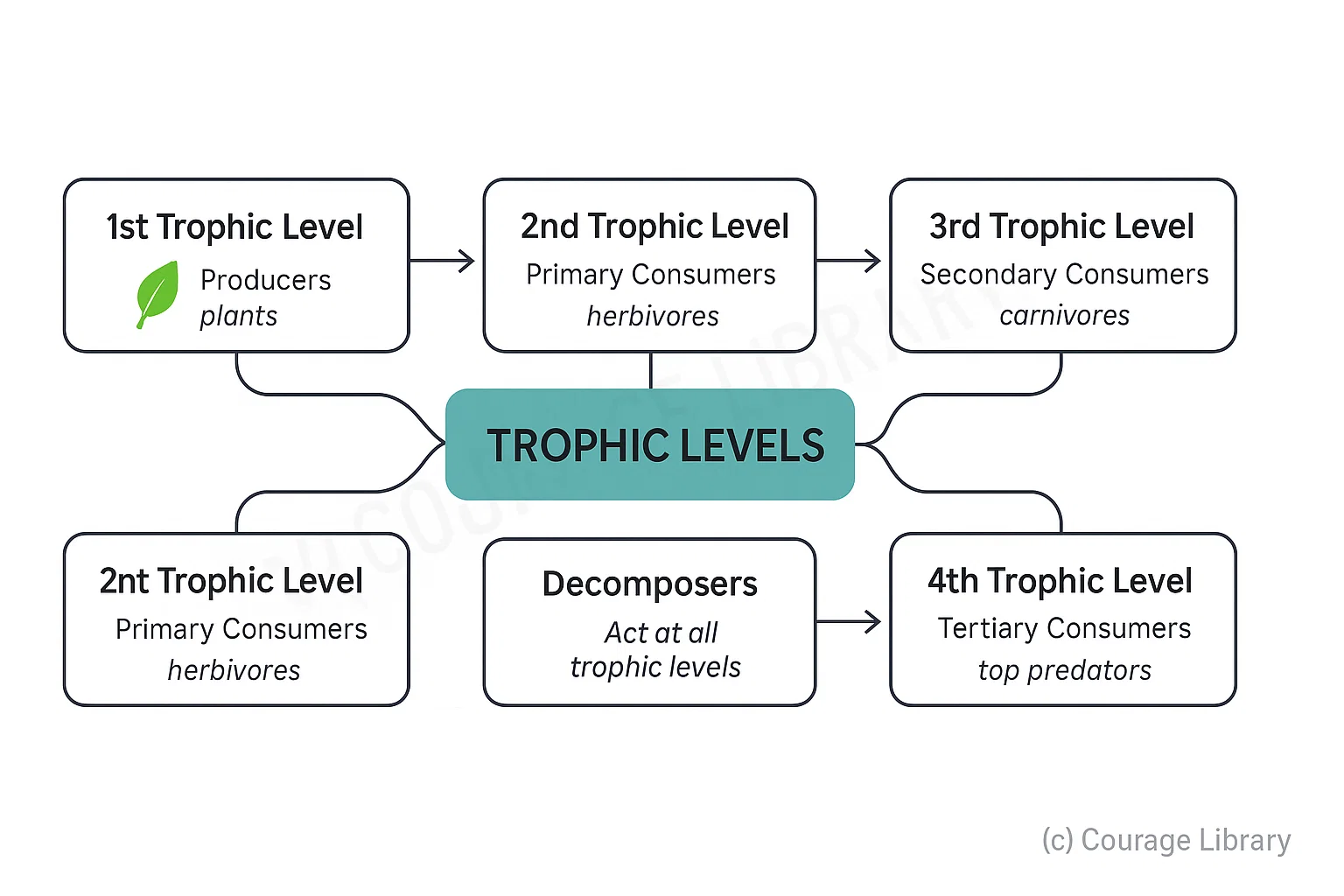 Trophic Levels Energy Pyramid