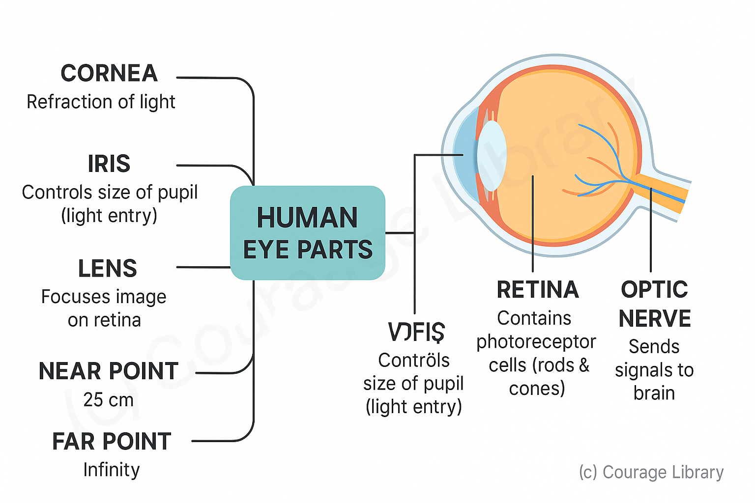 Illustration of Human Eye Anatomy