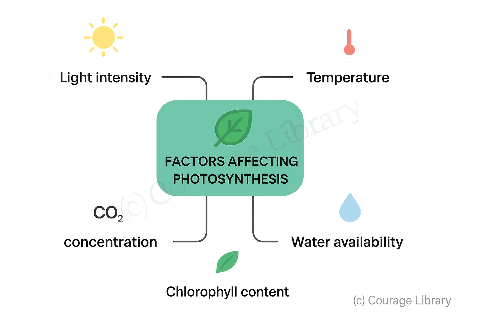 Illustration of Factors Affecting Photosynthesis