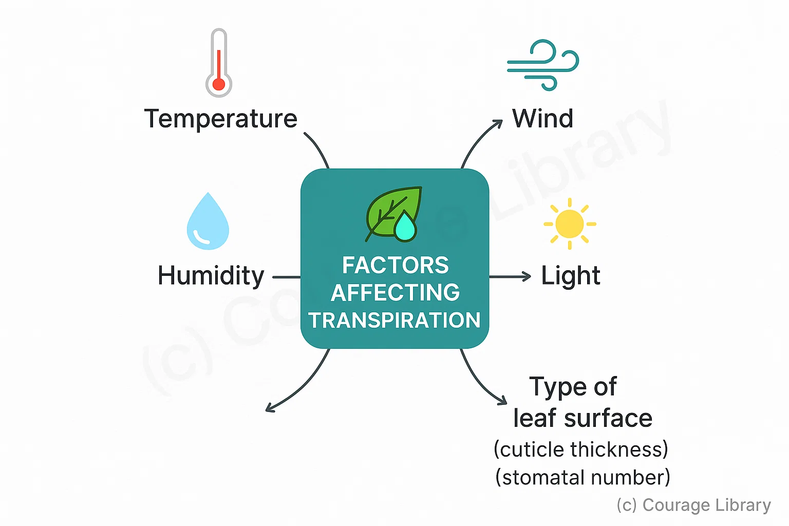 Illustration of Factors Affecting Transpiration