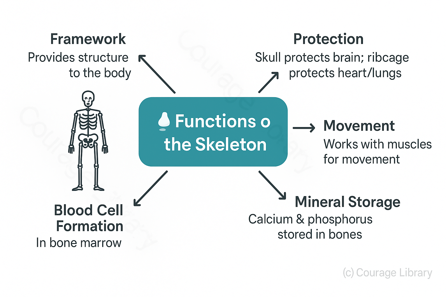 Human Skeletal System