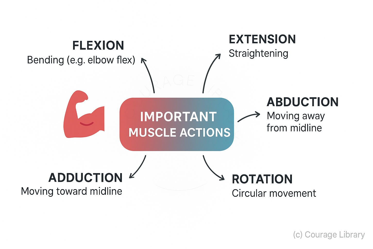 Muscle Actions and Movements