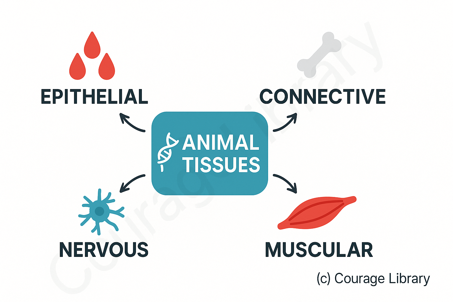 Animal Types of Tissues